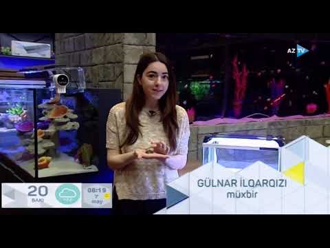 Video: Tısbağa Akvariumu Necə Edilir