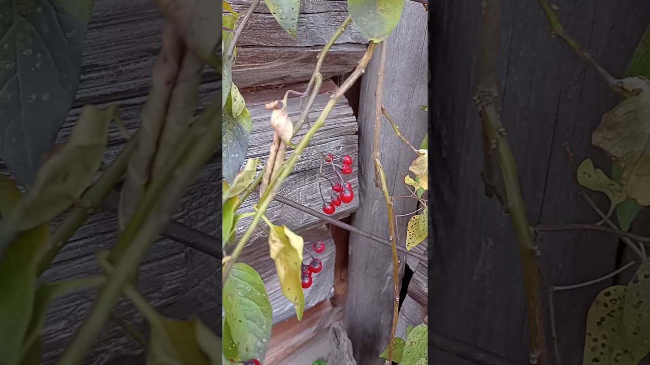 Паслён сладко-горький. Ядовитое растение.