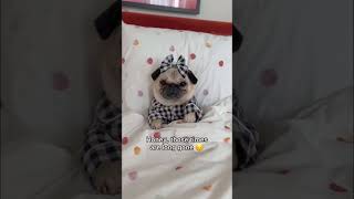 Converations with little Loulou the Pug ✨ This will melt your heart!  #dog #puppy #shorts #pug