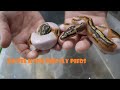 Pastel Hypo FireFly Pieds Out of Their eggs + Setting up a shedding rub + new substrate trial