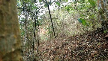 By gà mái rừng dẫn con || cuab poj qaib coj me nyuam