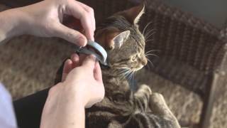 How to Use Seresto for Cats  HD