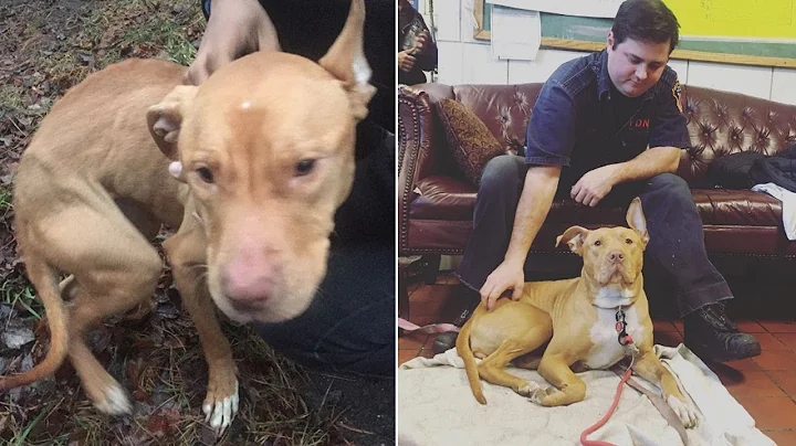 Pit Bull Puppy Saved From Alleged 'Crack House' Be...