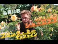 【品種比較】レディ・オブ・シャーロットとブリング・ミー・サンシャイン