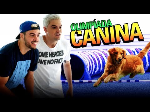 Vídeo: Seu cão precisa de umas férias de cortisol?