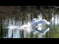 Gulbja pacelšanās spārnos - Взлет лебедя - Swan takeoff