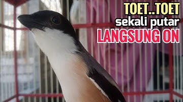yang di cari suara cendet gacor pagi siang sore FULL ISIAN sekali putar bikin cendet langsung NYAUT