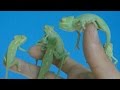 First 4 months of the life of veiled chameleons (Ch. calyptratus) [Inferion7]