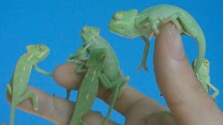 First 4 months of the life of veiled chameleons (Ch. calyptratus) [Inferion7]