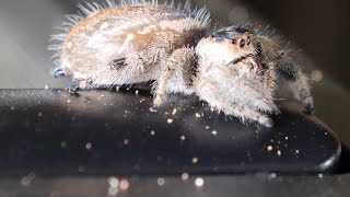 Yes, Spiders Have Bad Dreams