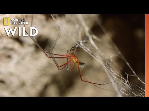 Spider Mating Turned Deadly | Mystery of the Giant Cave Spider