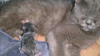 Pregnant Cat Gave Birth To 3 Kittens Unfortunately Only 1 Survive She Wasn't Accepting Her Kitten