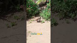 na roça com Osvaldo