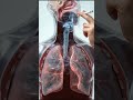 3D Anatomy of human figure smoking #dr #viral #3d #shorts #dr Imran Raza