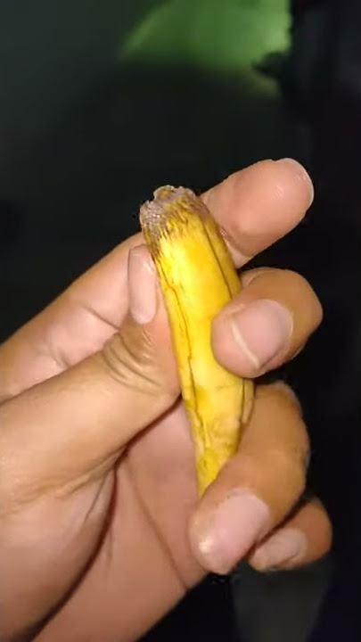 taring harimau jumbo