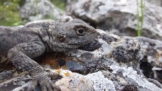 DİKENLİ KELER (LAUDAKİA STELLİO) TANIYALIM