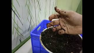 Setting a household vermicomposting unit(the original method)