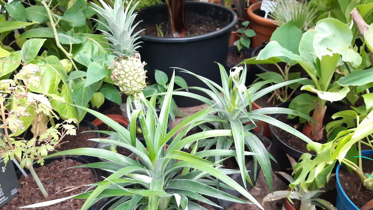 Przesadzanie i oddzielanie ananasów | odc. 56