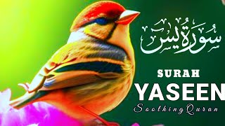 Surah Yaseen سورہ یسین 🌹🕋 With Urdu & English Text | Heart TUCHING Voice ان شاء اللہ |Ep- 0521