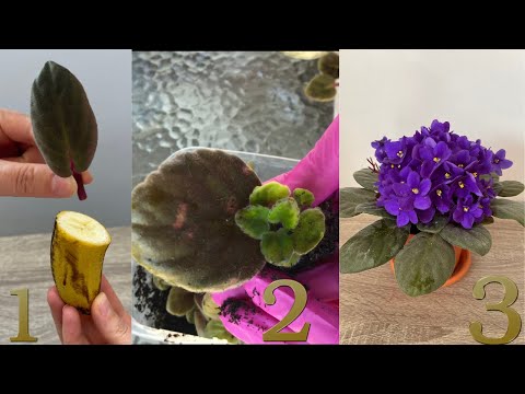 Video: Zakorenenie kdoulových rastlín: Môžete odoberať odrezky z kdoulíc
