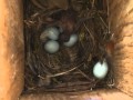 Spring Alive: Cuckoo chick in the nest of Common Redstart