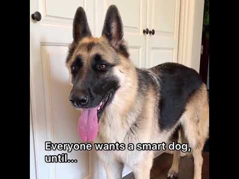 Very Smartest Dog | Smart Dog Girl Anya | German Shepherds Dog