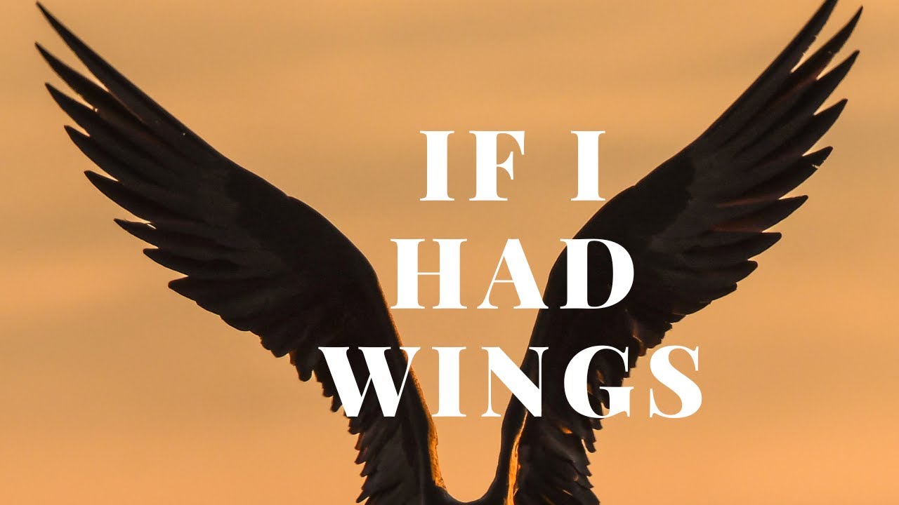 IF I HAD WINGS YouTube If i had wings youtube