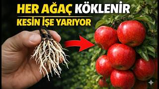 Bunu Yapın Ve Hemen Hemen Herhangi Bir Ağaç Dalı Köklenir Doğal Köklenme Yöntemi (Kimyasal Yok)
