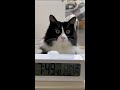 洗い物が終わるのを待っている猫の圧がコワ過ぎました...笑