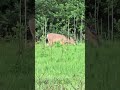 A VERY PREGNANT WHITETAIL DOE BY THE OSPREY NEST AT ST. PATRICK'S COUNTY PARK. MAY 24, 2026•8:38 PM