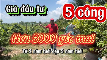 Tập 7 Đất trồng mai 5000m2 có hơn 3000 gốc mai, Phường Châu Phú B, Tp. Châu Đốc, An Giang