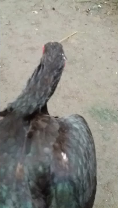 keseimbangan kepala ayam