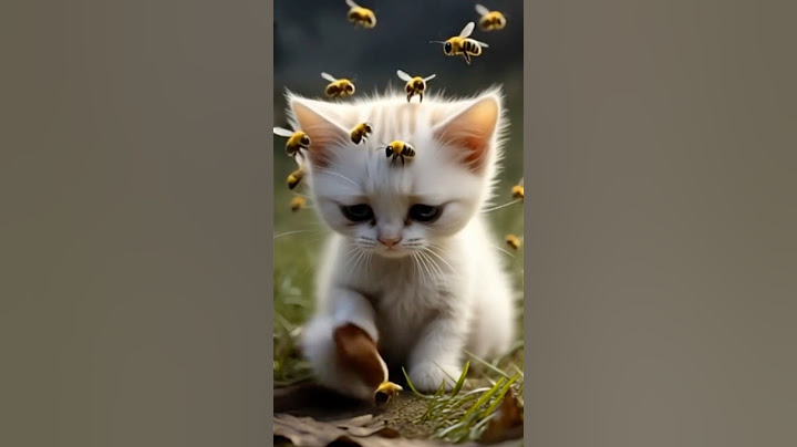 The kitten wanted to eat honey but what happened next? #catvideos #animallife #drama