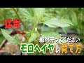 【猛毒注意】モロヘイヤ栽培の絶対に守るべきたった1つのポイント