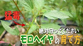 モロヘイヤは花が咲いたら食べないで 有機農家直伝 無農薬で育てる家庭菜園 Youtube