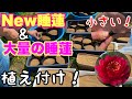 【睡蓮農園】50株以上大量の極小スイレンを植えまくる＆NEW睡蓮植え付け！　メダカ睡蓮ビオトープ