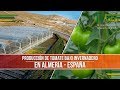 Como Producir Tomate - How To Grow Tomatoes in Greenhouses - TvAgro por Juan Gonzalo Angel