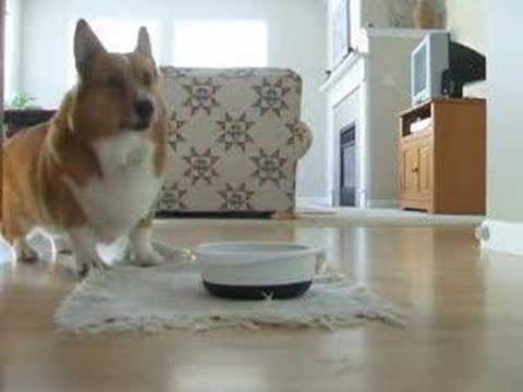 The Best of Sparky Kibble Dancing