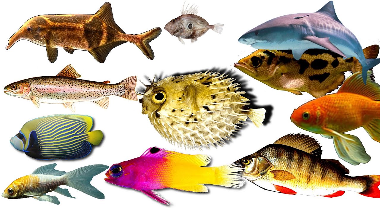 FISH - Learn Sea Animals Names - YouTube