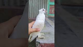 মরে গেল ভালবাসার একটা কবুতর | Pigeon Master Ruhul shorts