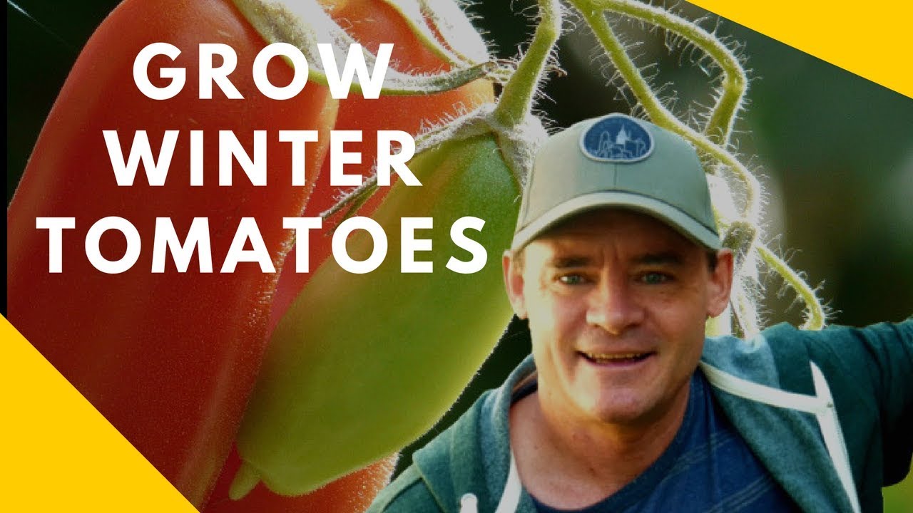 How To Grow Winter Tomatoes In A Mini Greenhouse