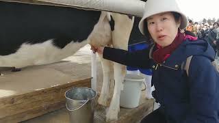 マザー牧場　牛の乳搾り体験