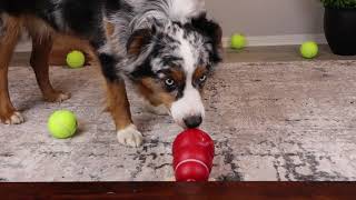 ASMR Dog Licking Peanut Butter Kong - Part 2 - Finn