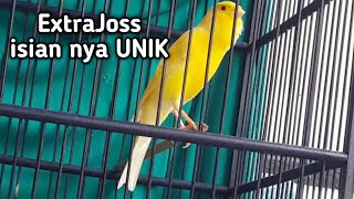 KENARI extra joss cengkok mewah isian nya unik