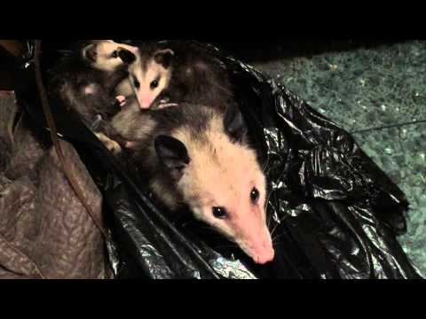 Video Possum Closet Clutter