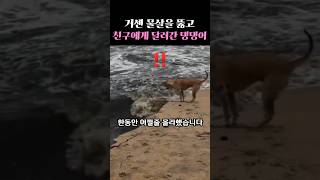 거센 물살을 뚫고 친구에게 달려간 댕댕이 #감동 #감동사연