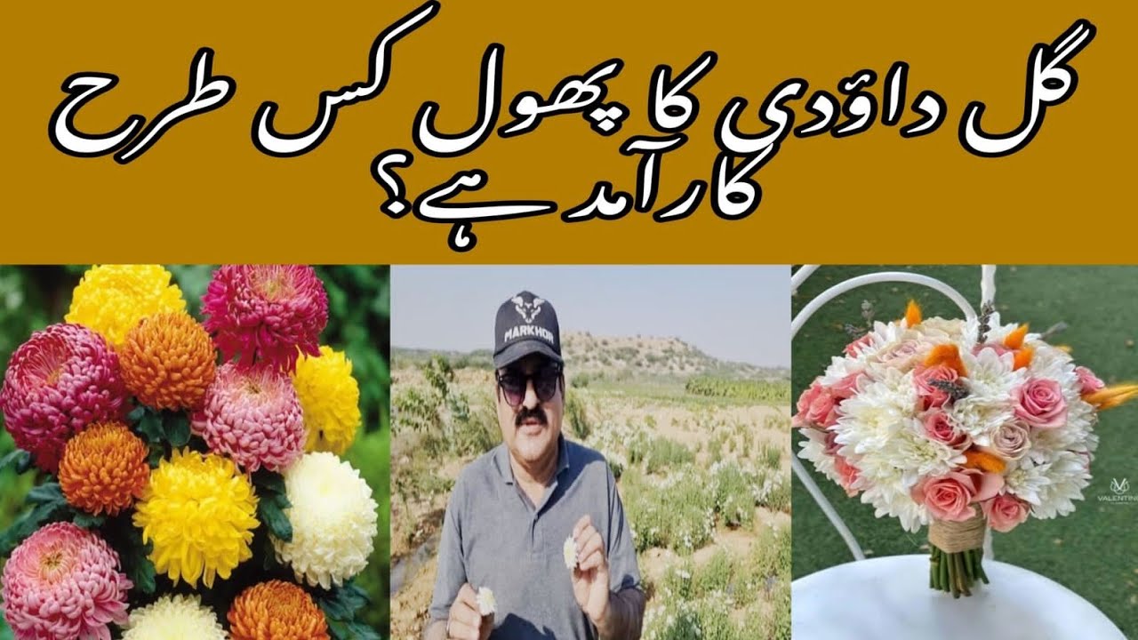 گل دائودی کے پھولوں کی بات ہی نرالی