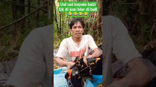 Download Lagu pikat burung beo,banyak dapatnya MP3 Download Lagu pikat burung beo,banyak dapatnya MP3