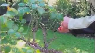 Pruning stem rose plants with Brian Wagner from Wagner's Rose Nursery