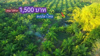 เหมาสระ 1,500 ปลาไหลเยอะ จนโดนกัด เคยกลัวงู คงต้องกลัวปลาไหลเพิ่มอีกตัวเเล้ว / บ้านนอก EP.705